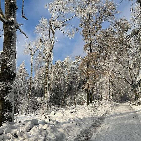 Haus Astenblick In Winterberg Fuer Bis Zu 35 Personen Fuer Wanderveranstaltungen Und Familienfeiern Екстер'єр фото