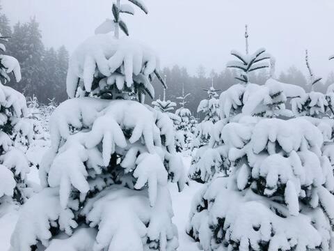 Haus Astenblick In Winterberg Fuer Bis Zu 35 Personen Fuer Wanderveranstaltungen Und Familienfeiern Екстер'єр фото